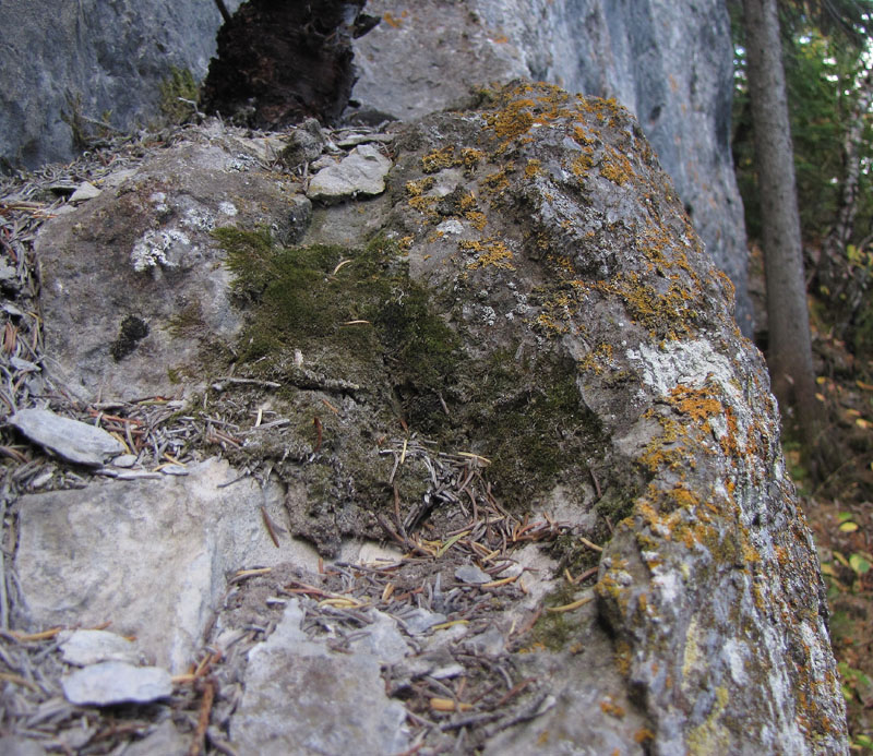 Platydictya jungermannioides